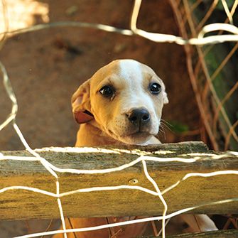 Remaining Defendants Receive Sentences in Historic Dog Fighting Case