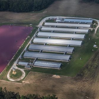 Factory Farm