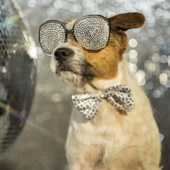 Ring In a Pet-Safe New Year with These Safety Tips