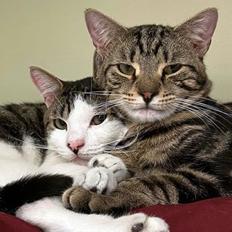 How Two Bonded Cats, Sikes and Stanley, Found the Purr-fect Home