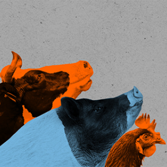 graphic of orange and blue cow chicken and pig on a gray background