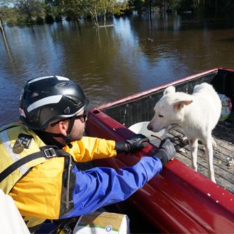 Dog being rescued from water