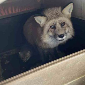 Fox looking at you