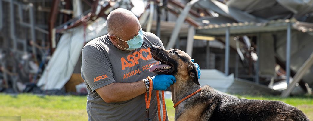 ASPCA Disaster Relief Efforts | ASPCA