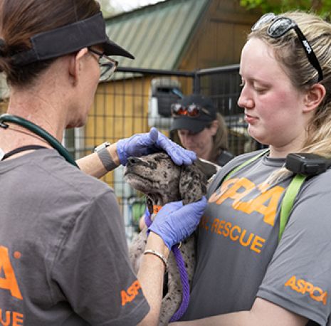 ASPCA Responders with rescued dog