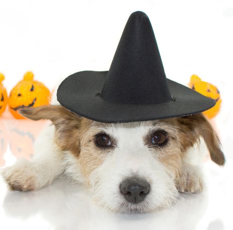 A small dog laying down facing forward wearing a black witch's pointed hat with a few small pumkins in the backgrounf