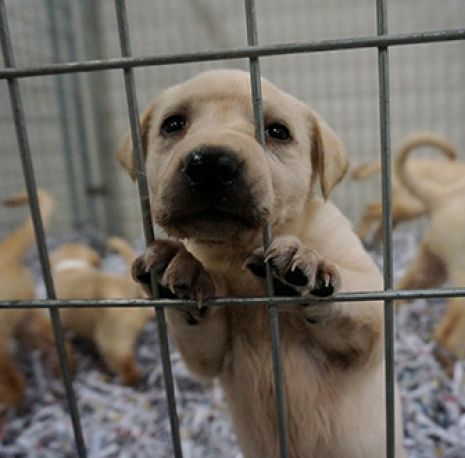 Puppy in a cage