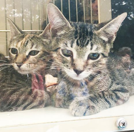ASPCA | American Society for the Prevention of Cruelty to Animals