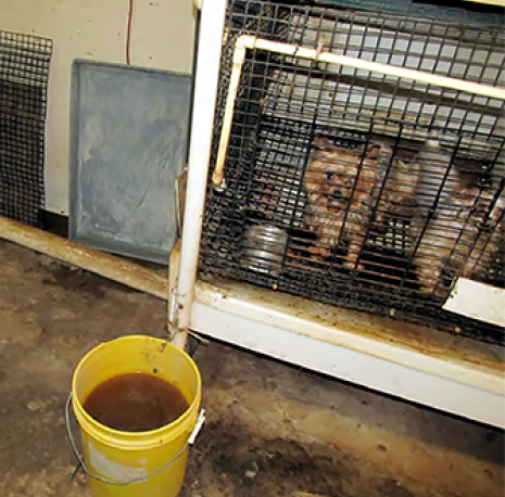 Two dogs in a small cage with a wire floor