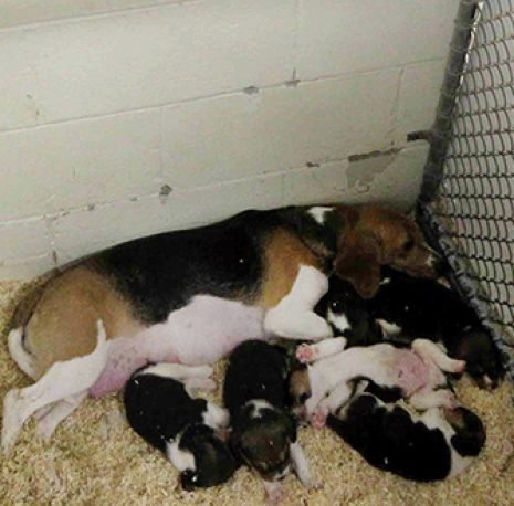 a beagle and her puppies in a small cage