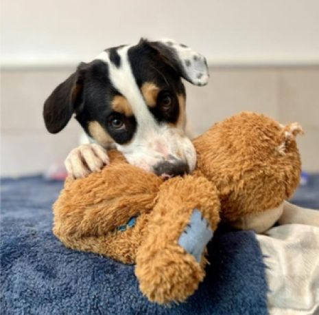A dog chewing on a stuffed toy