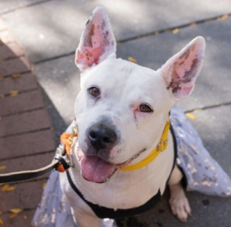A white dog smiling and looking up