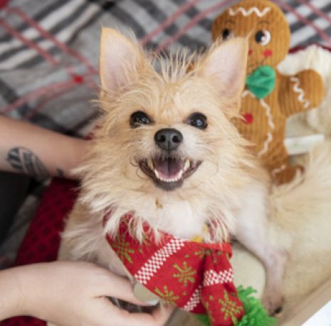 pet donation center near me