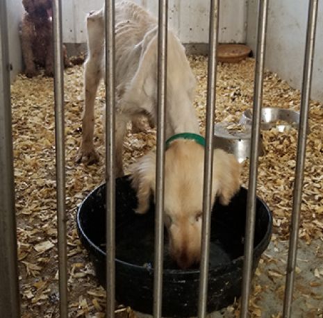 Golden Retriever #142 known now as Goldie. An emaciated dog who suffered and died at a USDA-licensed Puppy Mill in Iowa.