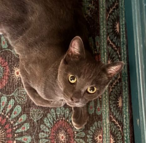 A gray cat lying down on a rug, looking up