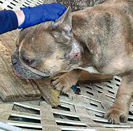 Dog with a wound on its neck