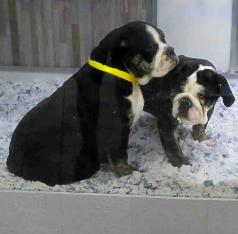 Two black and white bulldogs