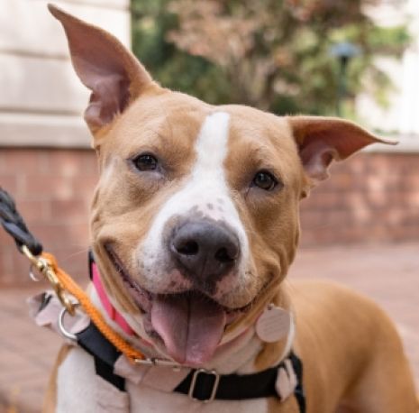 A brown and white dog smiling