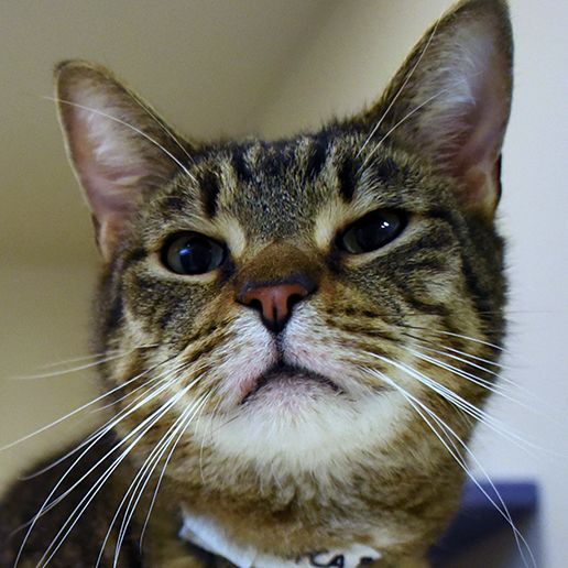 Adoptable Cats | ASPCA