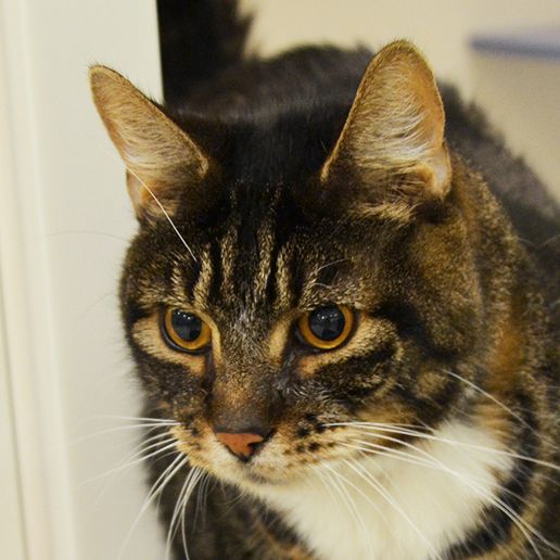 Adoptable Cats | ASPCA