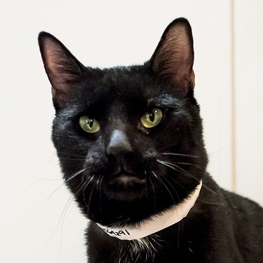 Adoptable Cats | ASPCA