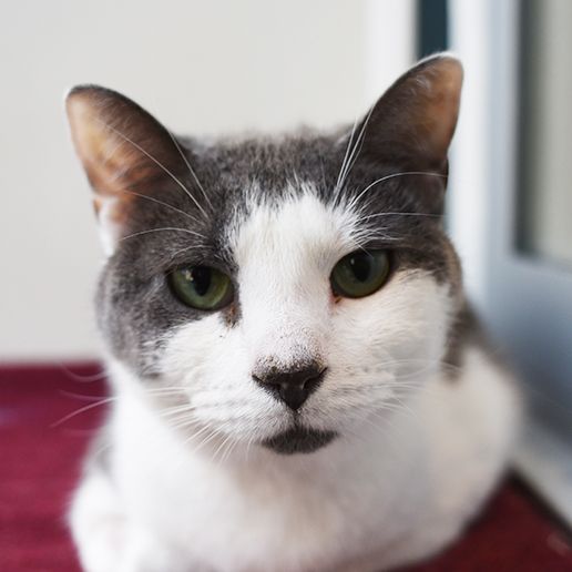 Adoptable Cats | ASPCA