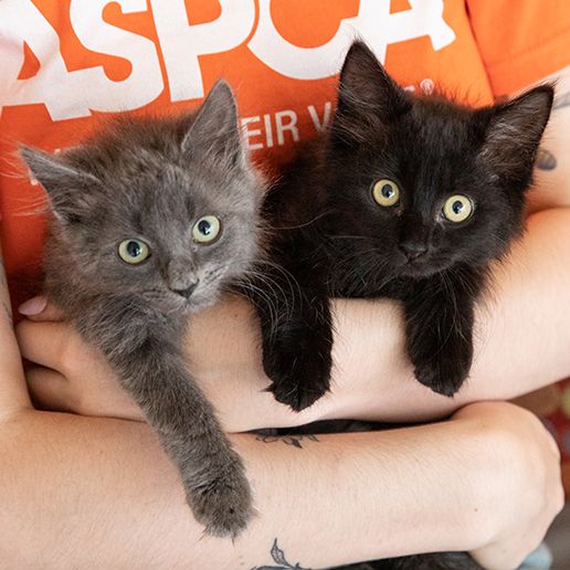Adoptable Cats and Kittens | NYC 