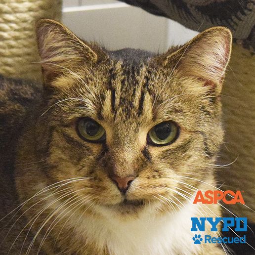Adoptable Cats and Kittens | NYC | Adoption Center| ASPCA
