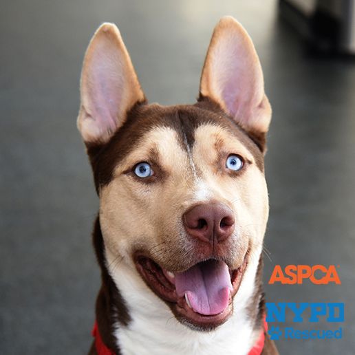 33 HQ Photos Dog Adoption Nyc - Adoptable Dogs | NYC Adoption Center | ASPCA