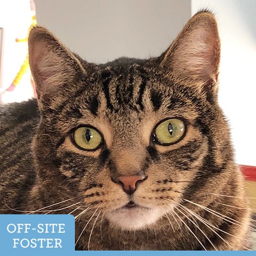 Adoptable Cats and Kittens | NYC | Adoption Center| ASPCA