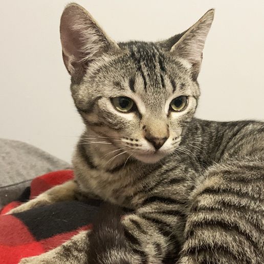 Adoptable Cats and Kittens | Los Angeles | Adopt a Pet | ASPCA