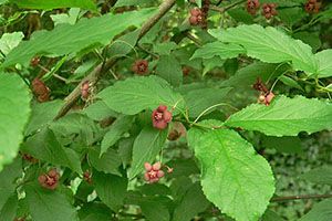 is burning bush poisonous to dogs