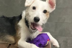 Moon, a scruffy white and brown dog, smiling with a toy