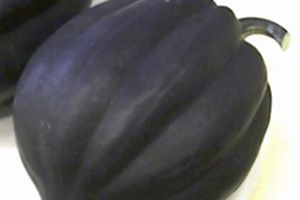 Acorn Squash