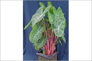 Alocasia