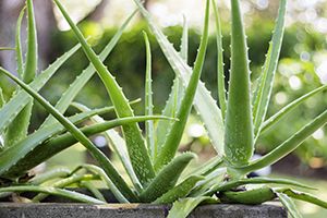 is aloe vera plants poisonous to dogs
