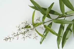 Lemon Verbena