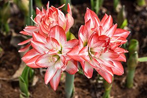 Is Amaryllis Or Belladonna Lily Toxic to Cats? 