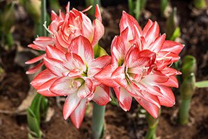 amaryllis-300x200.jpg