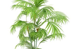 Areca Palm Aspca