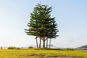 Australian Pine