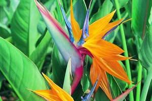 mexican bird of paradise poisonous to dogs