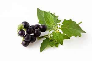 Black Nightshade