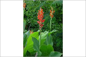 is canna poisonous to dogs