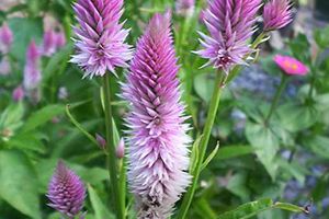 Celosia Spicata