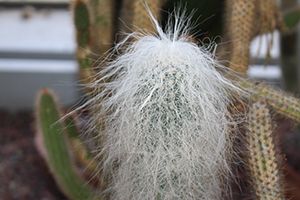 Is Old Man Cactus Toxic for Cats? 