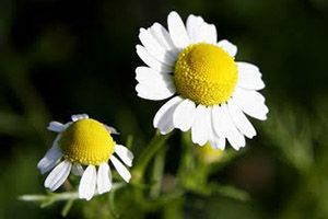 Chamomile