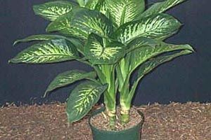 dieffenbachia plant poisonous to dogs