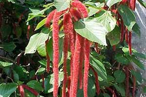 Is Chenille Plant Toxic for Cats? 