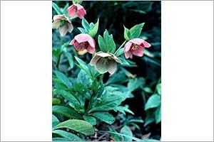 Is Christmas Rose Or Hellebore Toxic to Cats? 